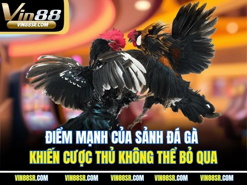 Điểm mạnh của sảnh đá gà khiến cược thủ không thể bỏ qua