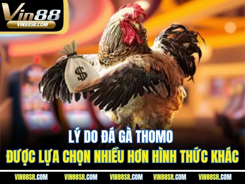 Lý do đá gà Thomo được lựa chọn nhiều hơn hình thức khác