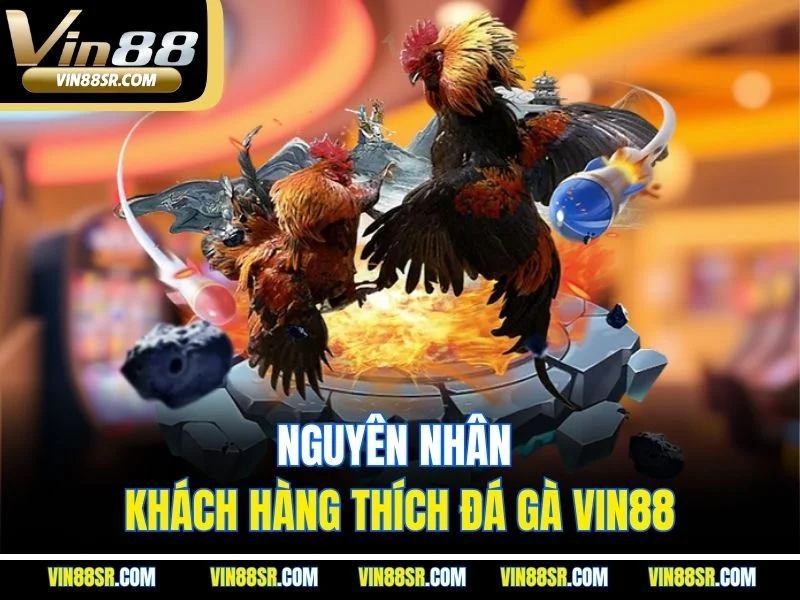 Nguyên nhân khách hàng thích đá gà Vin88